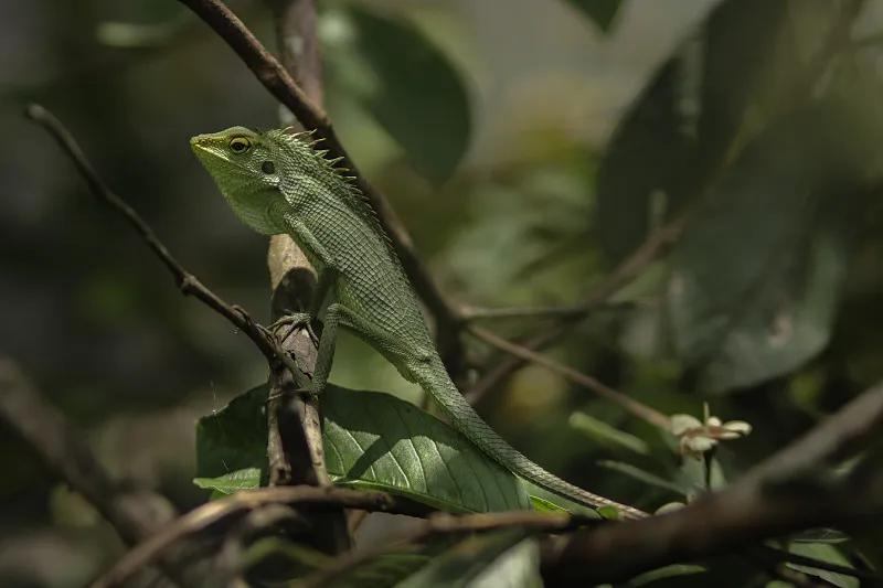 素食宠物食品,素食宠物零食有哪些品种