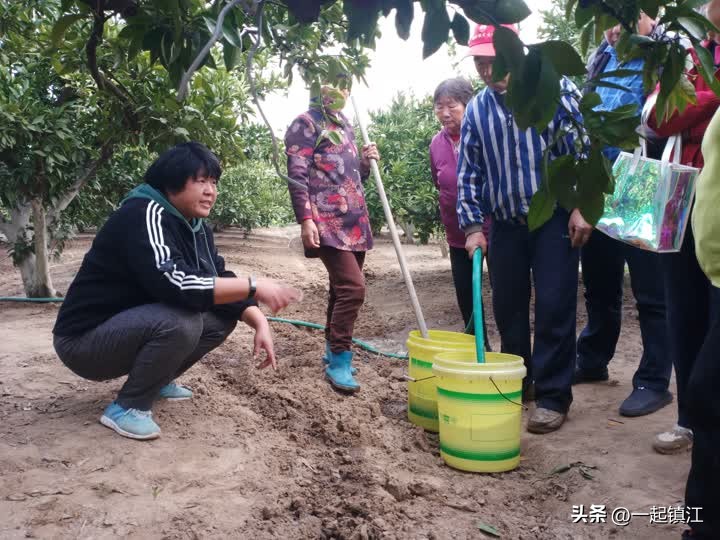 从“卖不出”到“不够卖”镇江江心洲走出困“橘”的背后