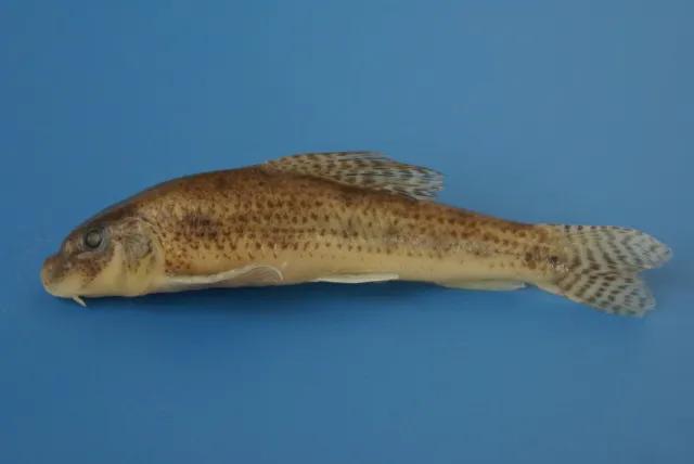 中国常见的淡水鱼全部图片,史上最全的淡水鱼图集