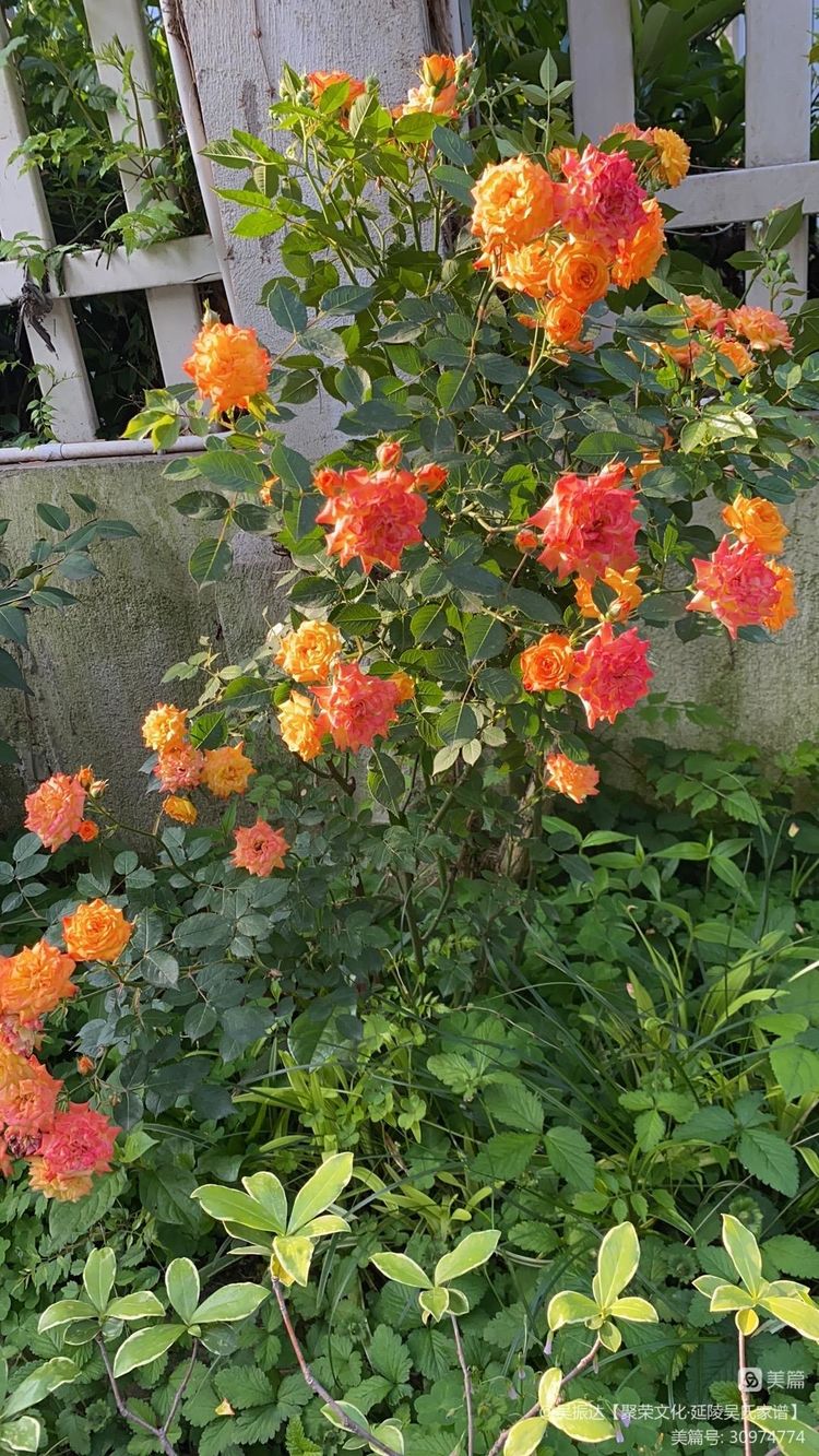 绿色是生命中的最美色彩