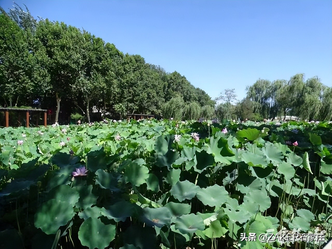 荷花绽放美如画夏日赏荷正当时,入夏荷花香赏荷正当时