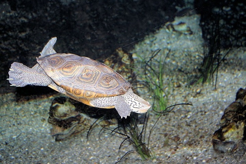 龟需要24小时开灯吗,龟可以用照明灯吗