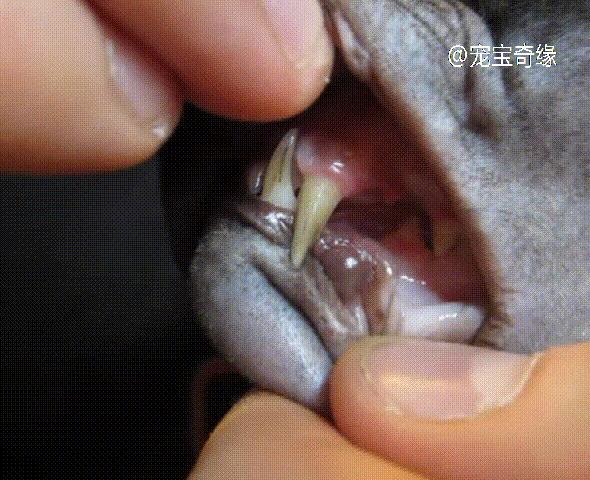 猫为什么会臭到震惊,猫怎么越养越臭