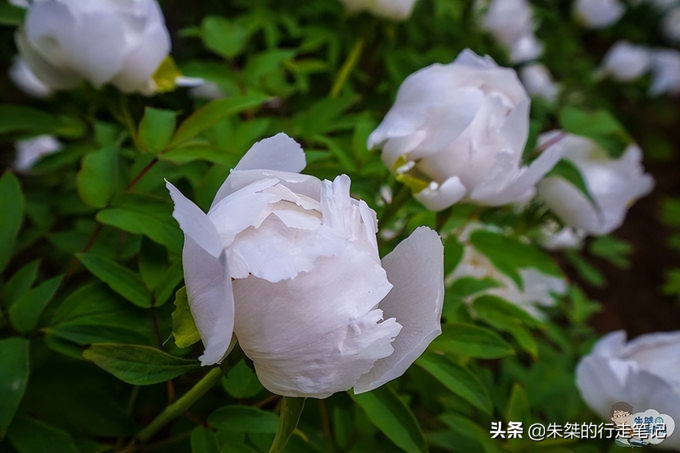 我国唯一一座以花为名的城市,中国唯一一个以花为名的城市