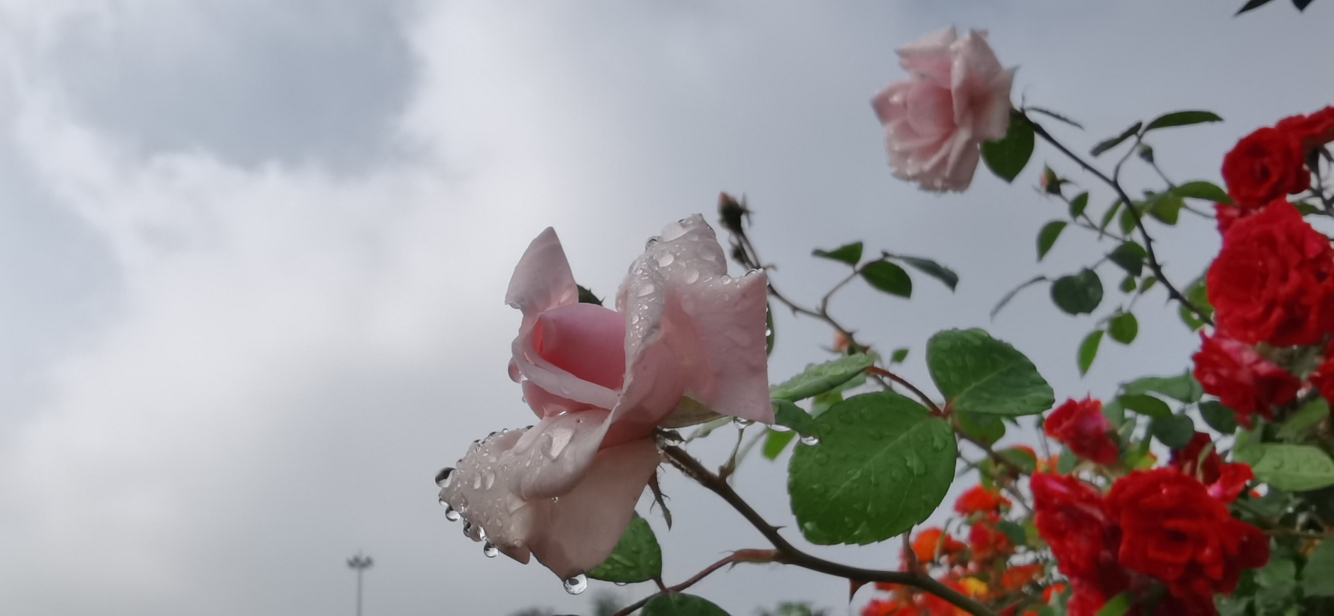 试机号码：2022295期福彩3D模拟试机号码来了，全单组合组六号码