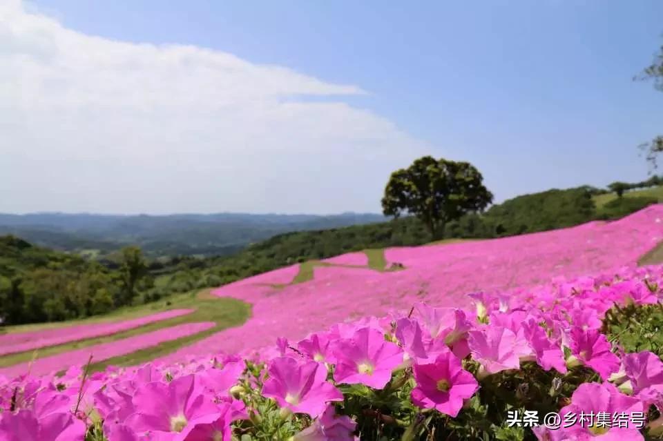 日本亲子农场主题乐园,日本最火亲子牧场