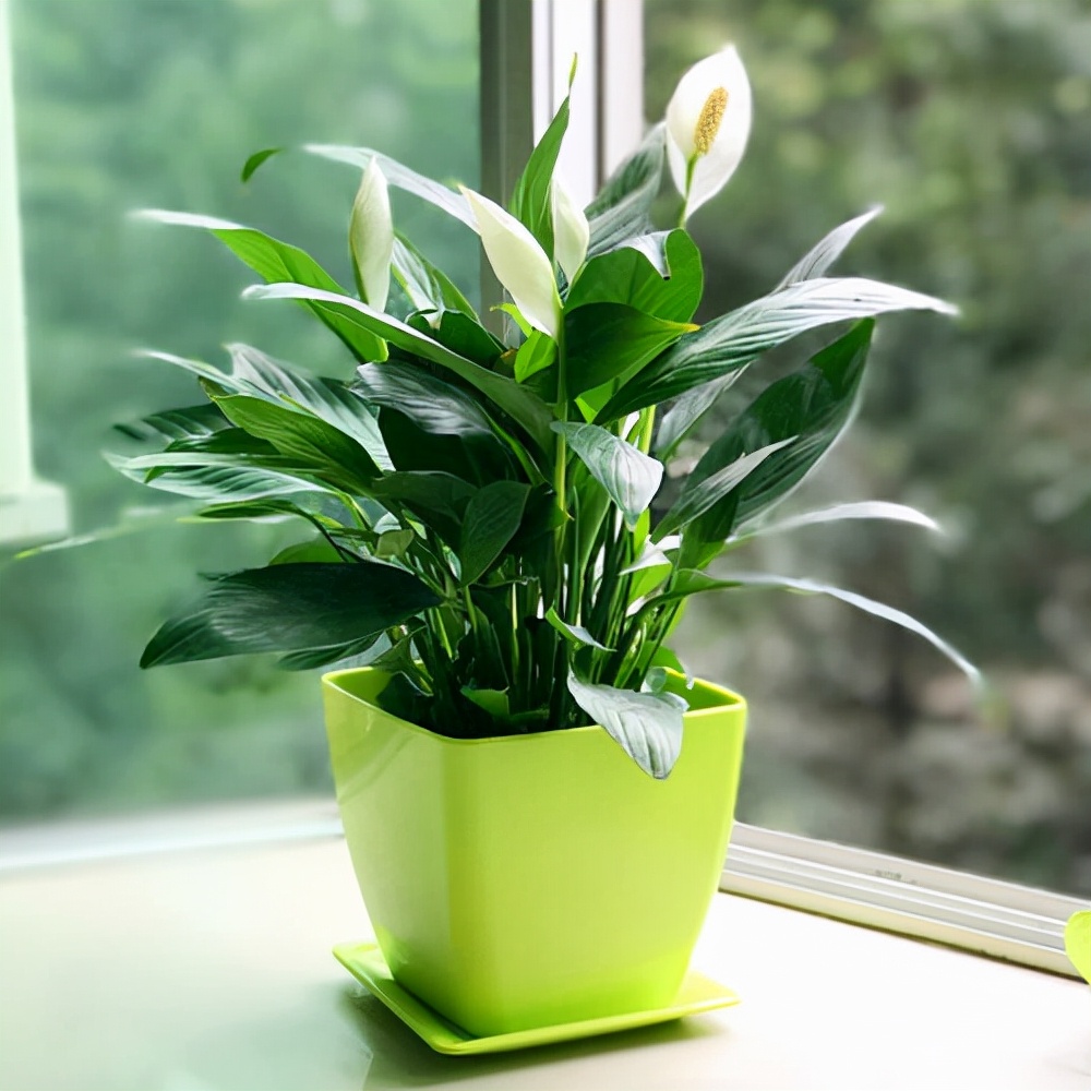 家里光照不足建议养这10种耐阴花,阴暗无光角落适合养什么花