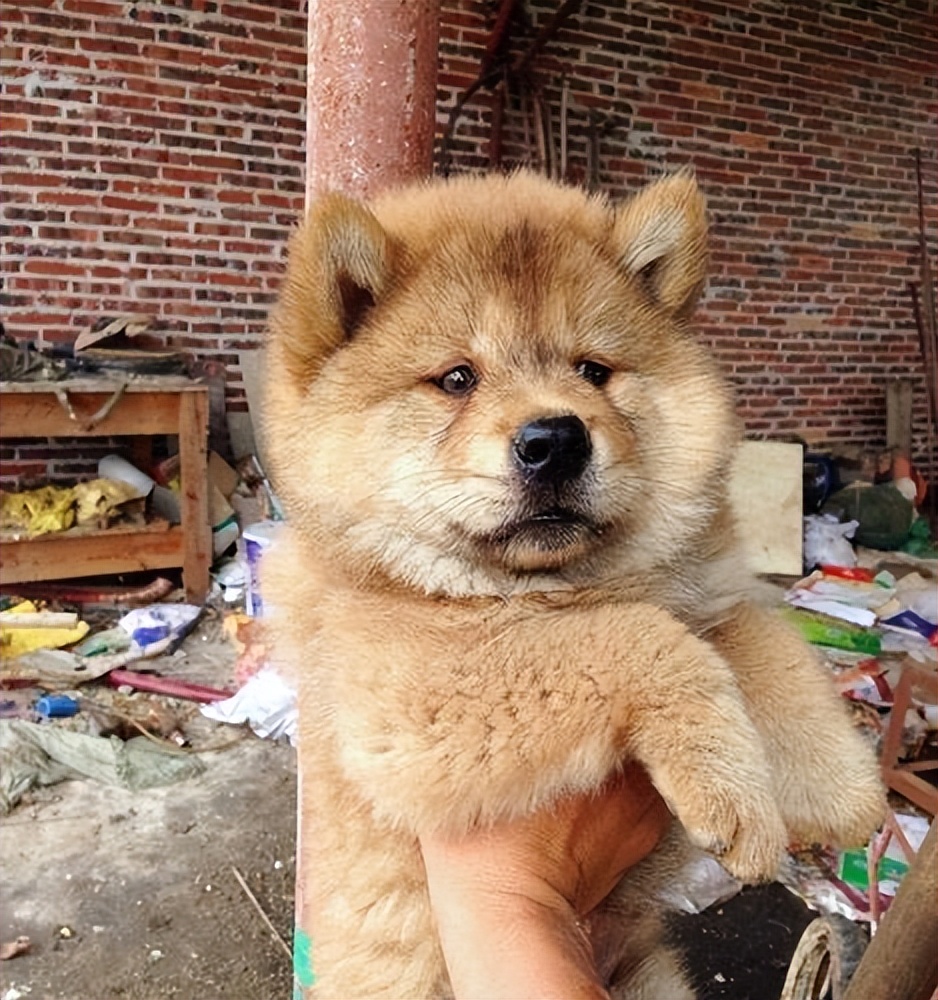 又便宜又可爱的狗,便宜好养的6种狗经济实惠又可爱