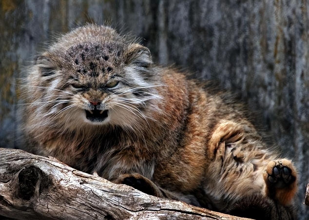 三江源出现“猫中鳌拜”，体态矮胖，表情凶狠，能把毒蛇当辣条吃