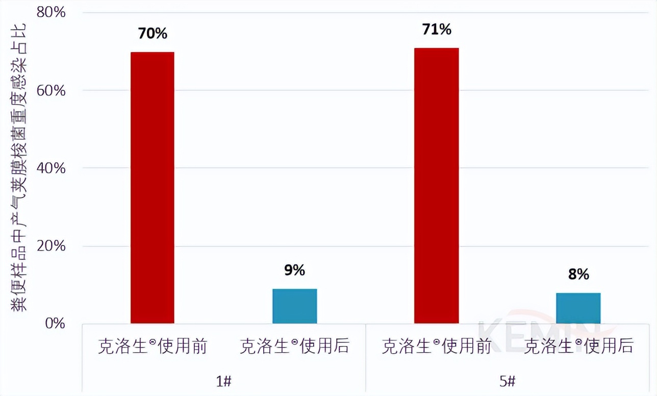蛋鸡葡萄球菌感染症状,产气荚膜梭菌的感染条件