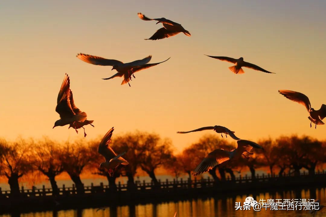 朝霞最美,最美朝霞歌曲