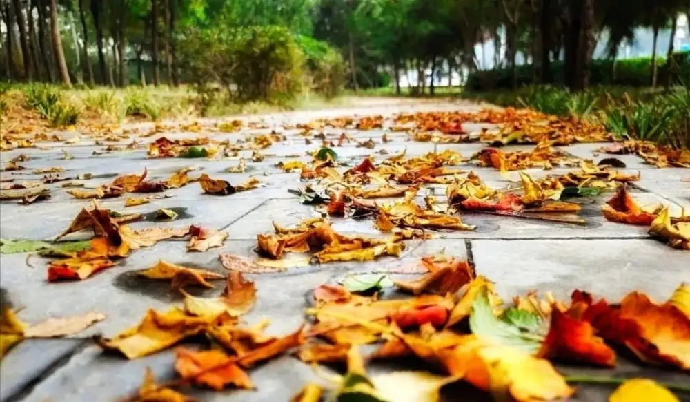 十二首立冬诗词领略冬日美好时光,立冬诗词经典短句唯美