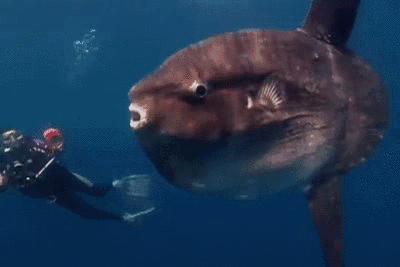 海中翻车鱼,海洋自助餐翻车鱼