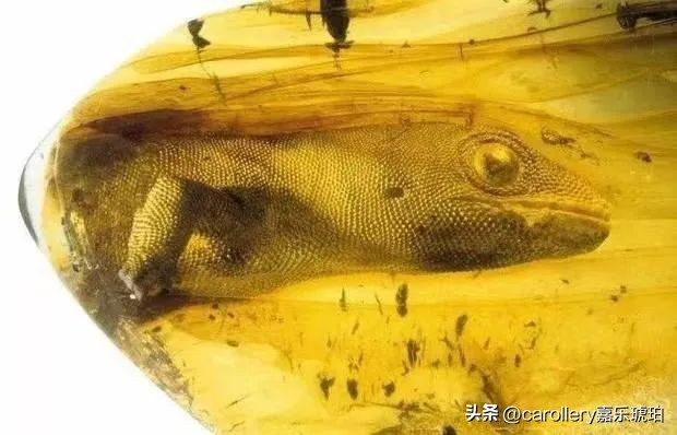 小琥珀嵌在煤精里,这块琥珀的科学价值是什么