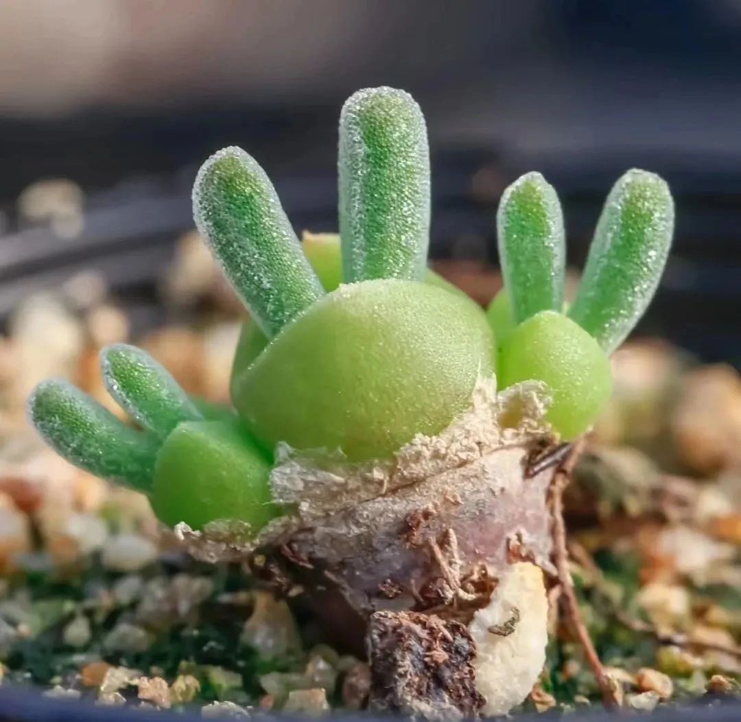 十二生肖兔最喜欢的动物,十二生肖兔种什么花