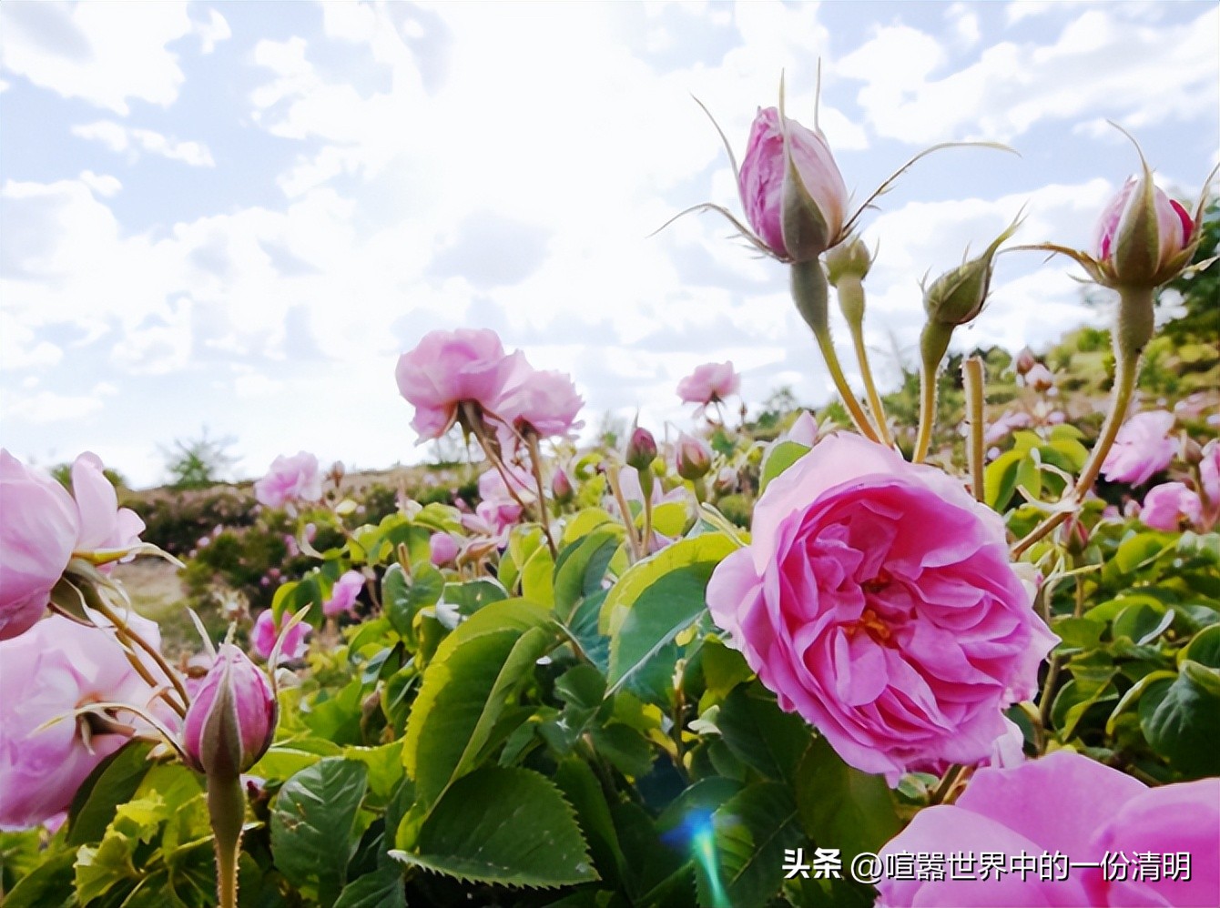 不停学习中的成分“研究”*党**|关于玫瑰的美丽传说|希腊篇