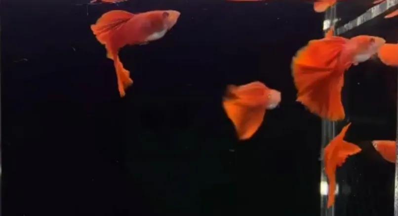 有一种鱼叫孔雀鱼,与孔雀鱼相似的鱼