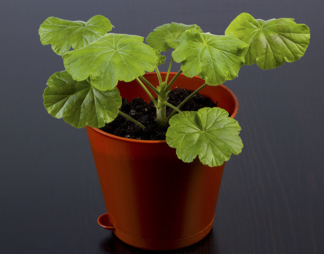 为什么说养花的尽头是天竺葵,天竺葵养花经验