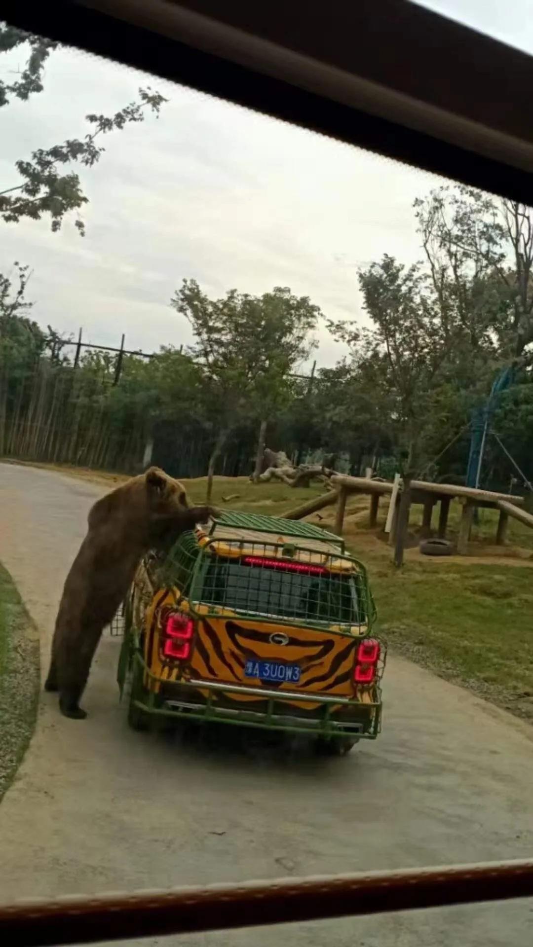 银基动物王国最强游玩攻略,银基动物王国游玩最详细攻略