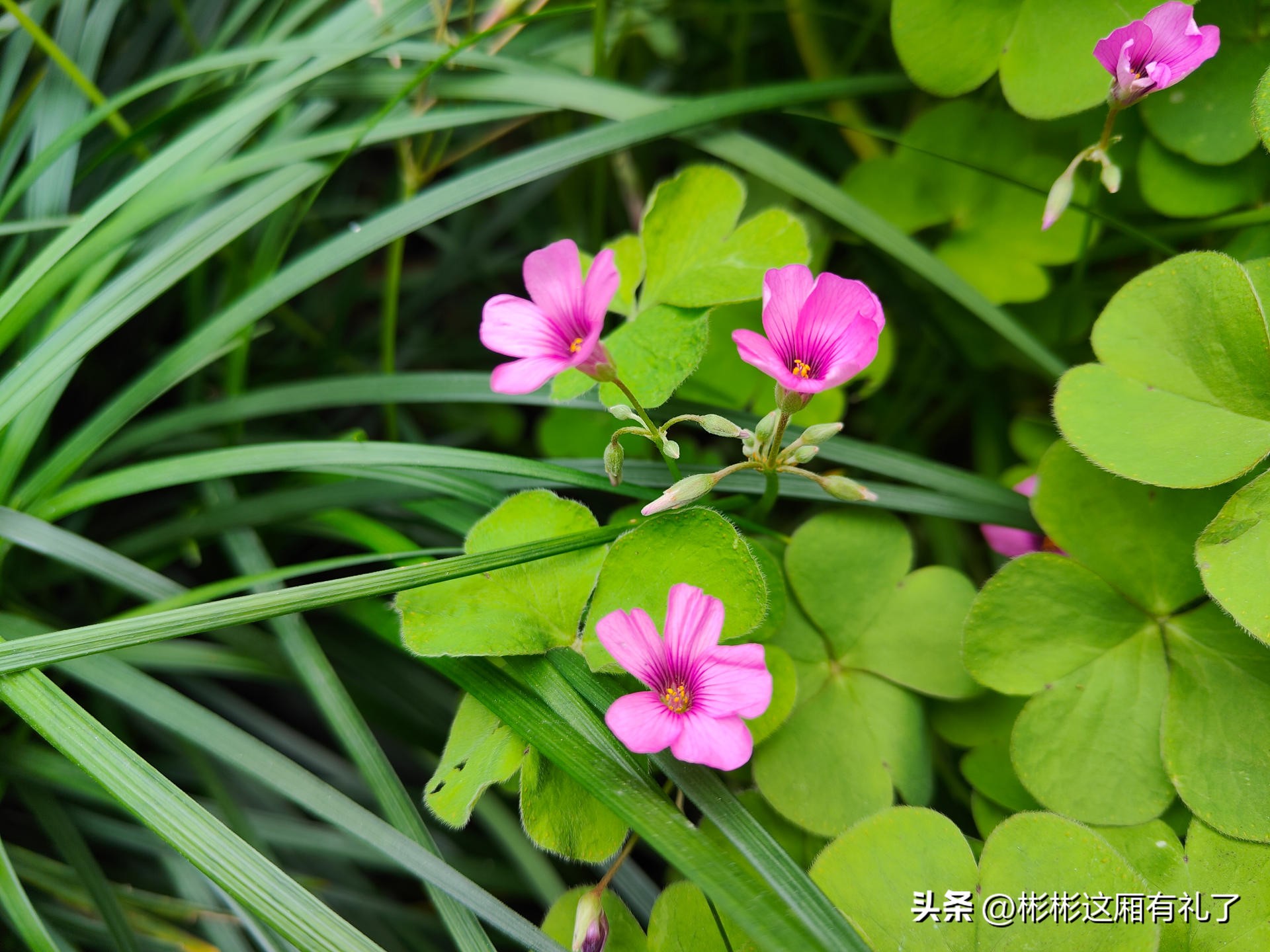 一加acepro与苹果13哪个反应快,一加acepro和苹果13