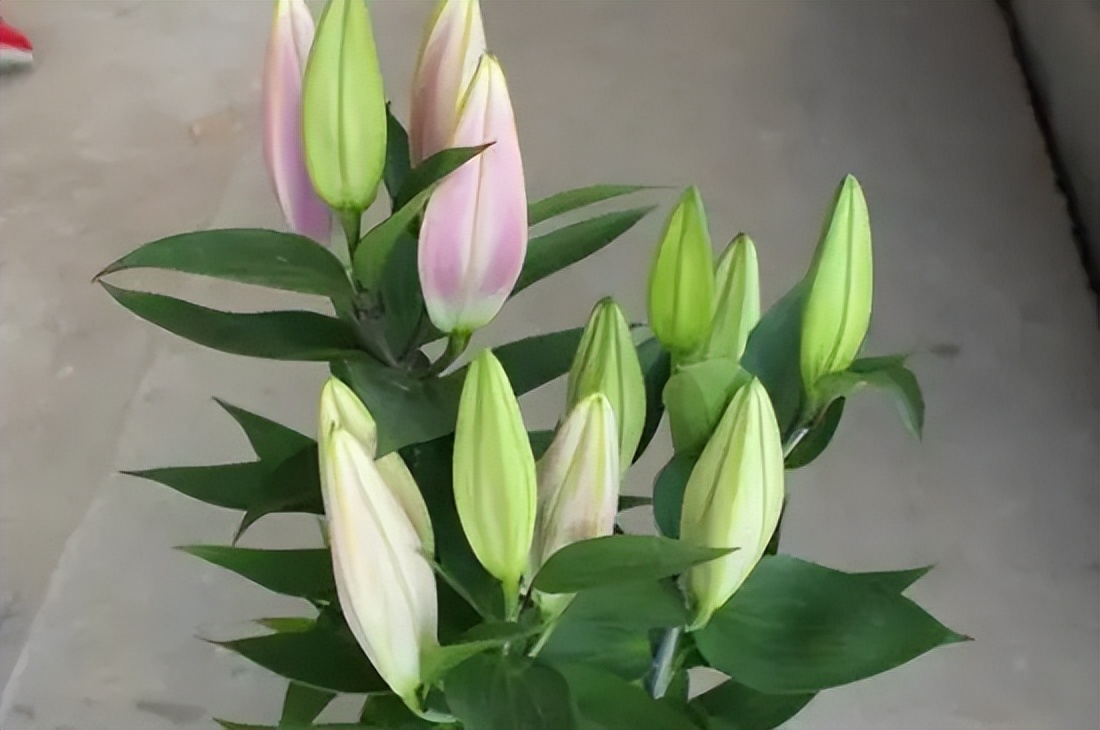 百合花花语大全唯美诗句,赞美百合花诗句经典名句