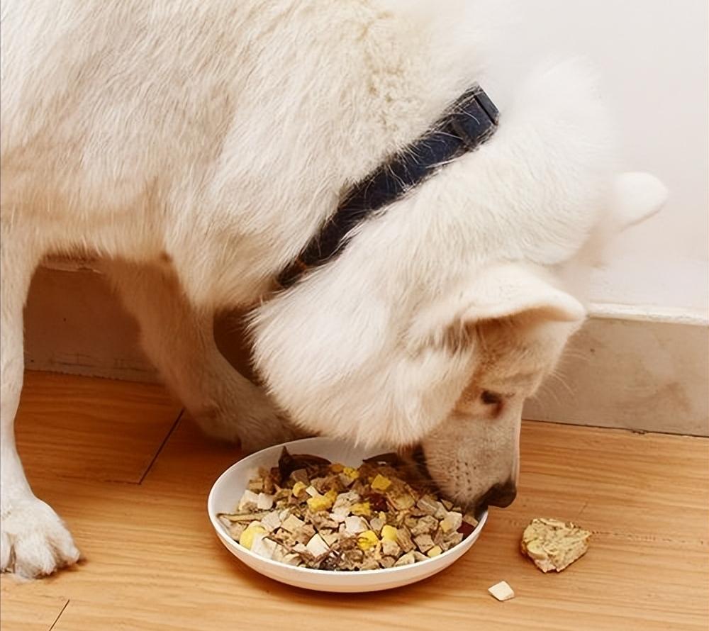 主人打狗严重会怎样,主人经常打狗狗会记仇吗