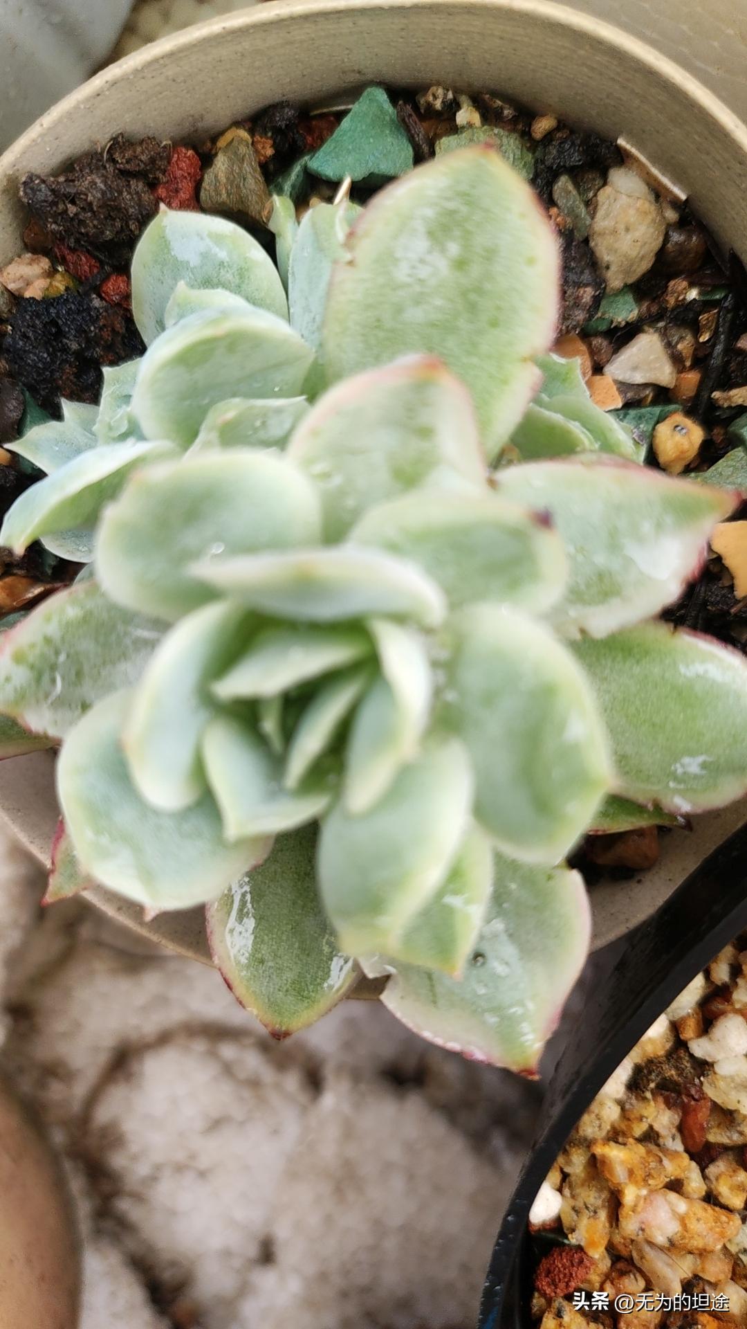 亮晶晶的黄翡翠手镯,亮晶晶的翡翠