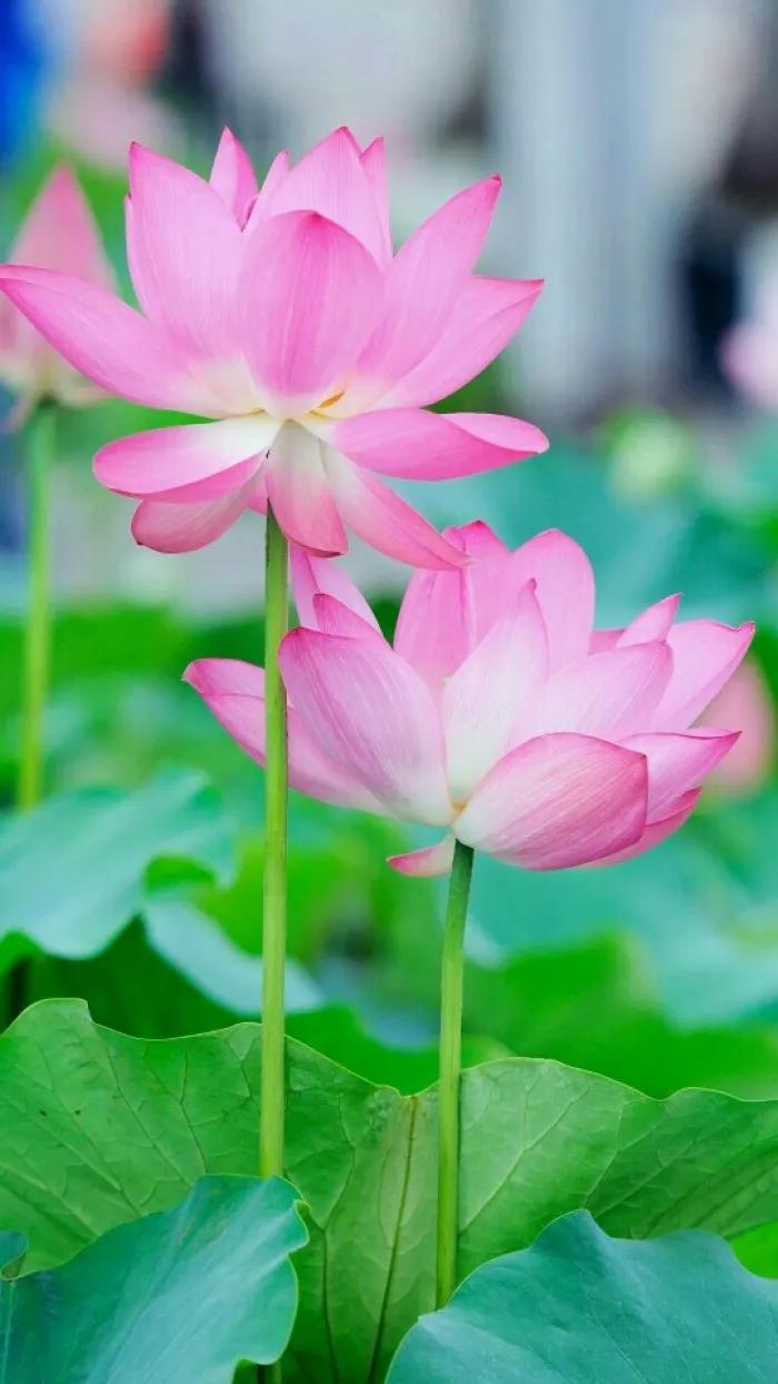 荷花千瓣莲唯美高清大图壁纸,唯美荷花壁纸手机超清全面屏