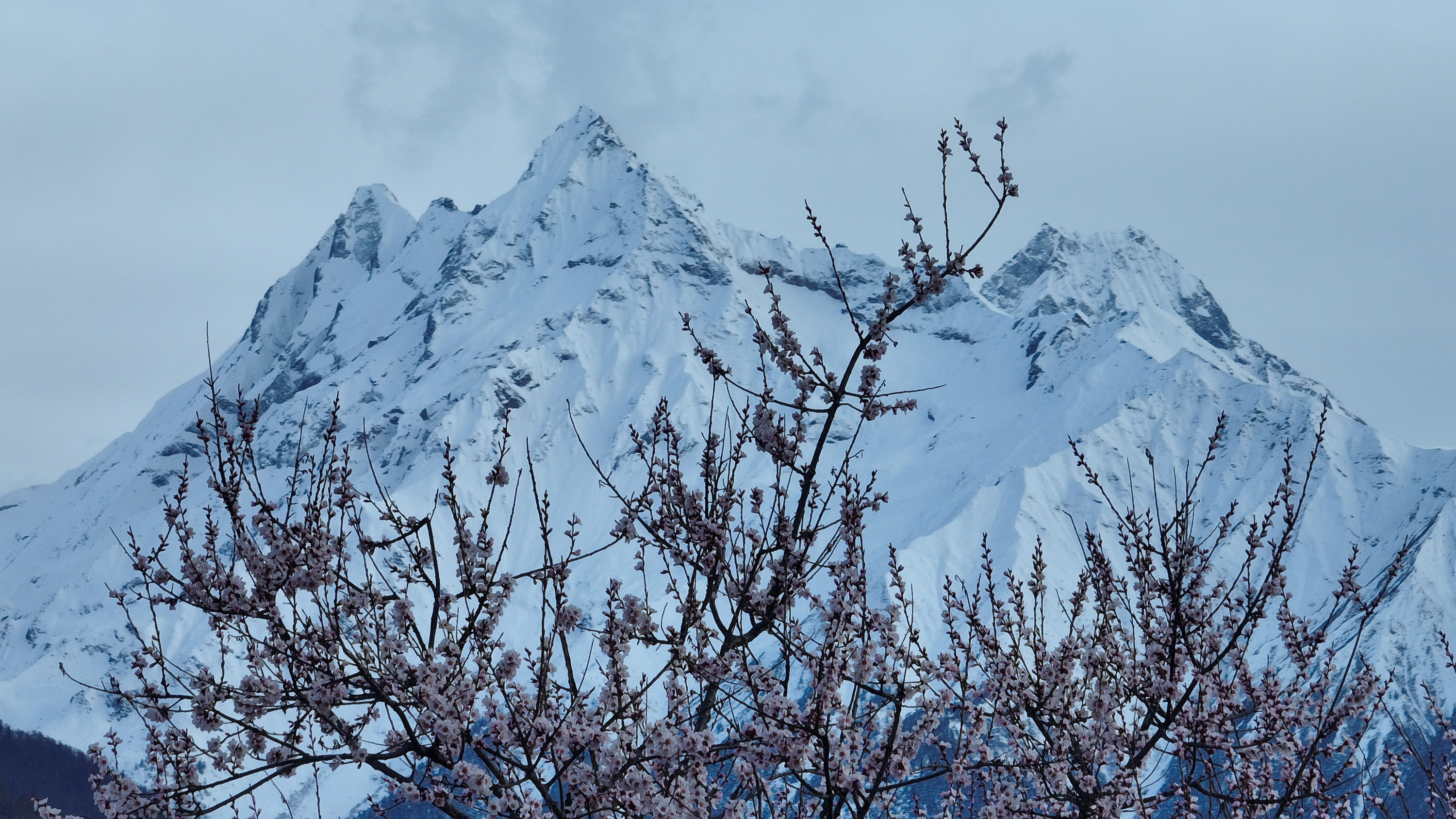 我的林芝一日游攻略,林芝看桃花西藏之旅