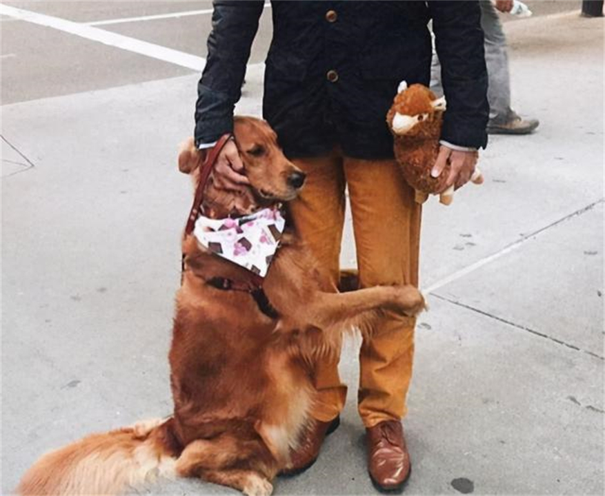 狗在交配前为什么要“闻屁股”?看似尴尬的行为,其实有科学依据