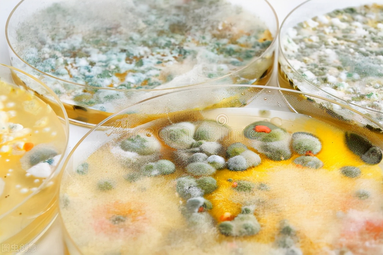 霉菌酵母菌检测方法视频,霉菌检验方法步骤