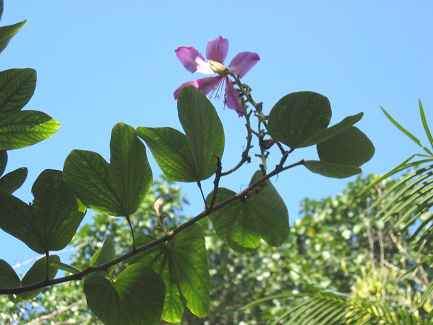 迪拜适合养什么植物,迪拜常见花草