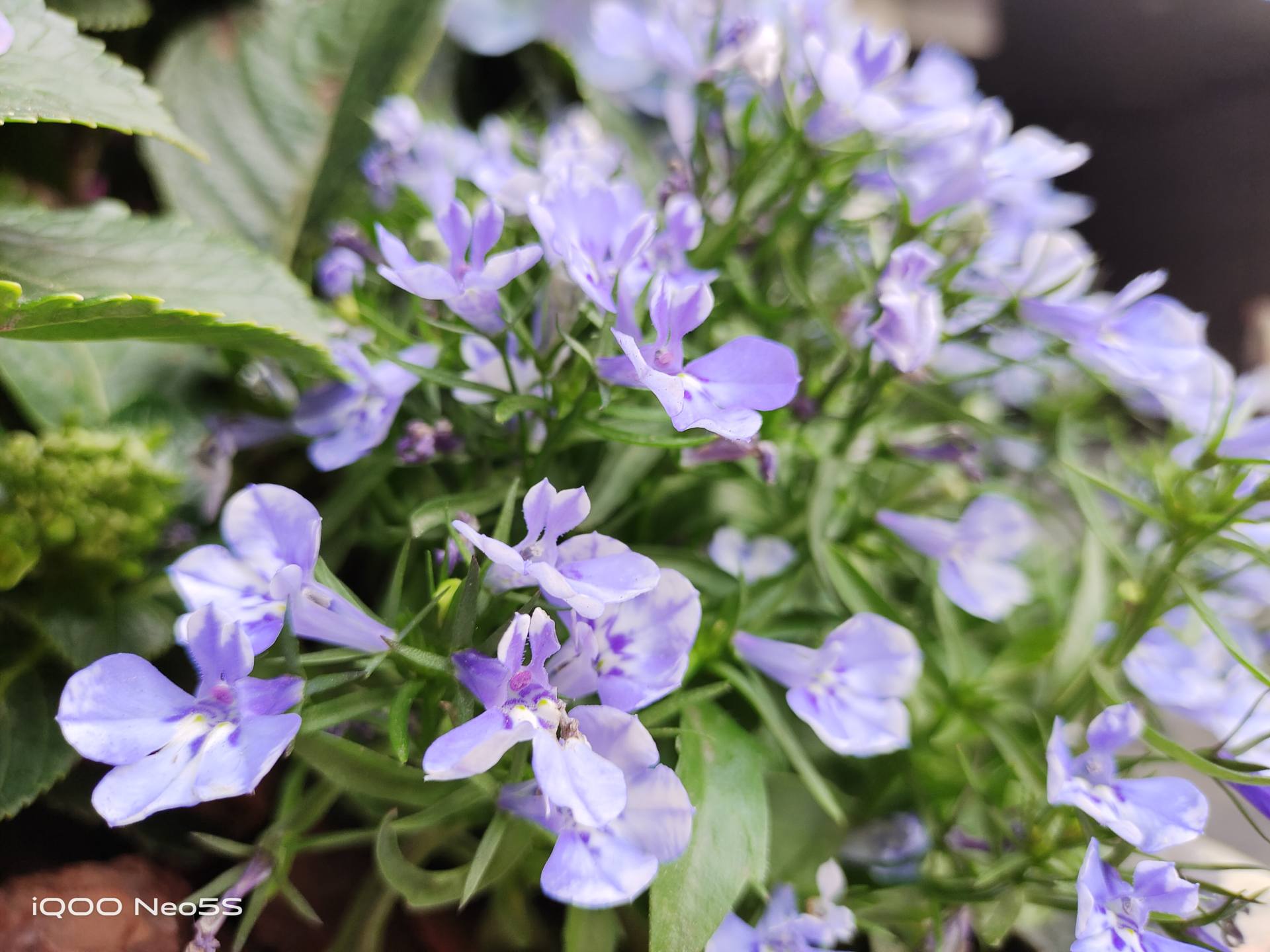 游戏拍照两不误的iqoo手机1500以内,iqooneo5快充