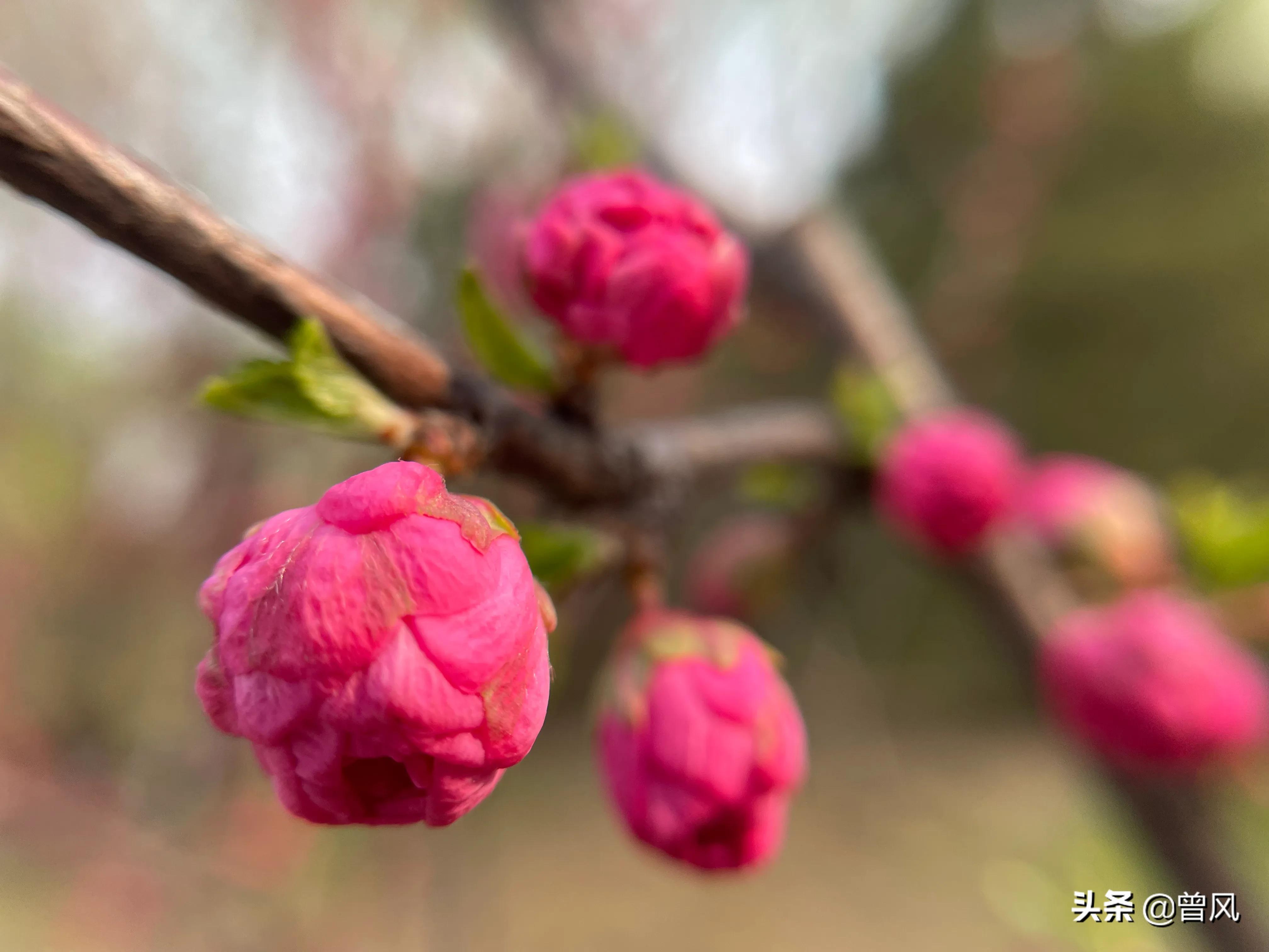 北京龙泉驾校摩托车学车,北京龙泉驾校学车团报