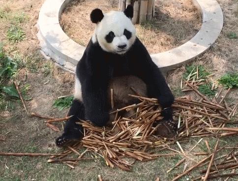 盘点网红大熊猫搞笑场面,大熊猫一摔成名