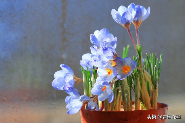 养花养成“花草杀手”，就养这些5种球根花，好看好养还有大用处