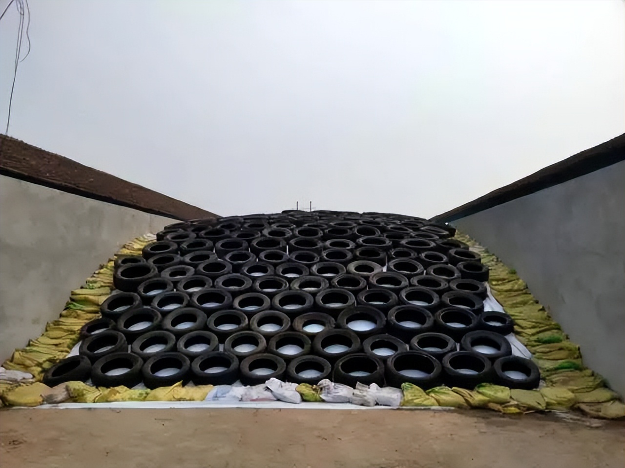 全株青贮和青贮哪个更划算,全株青贮行距