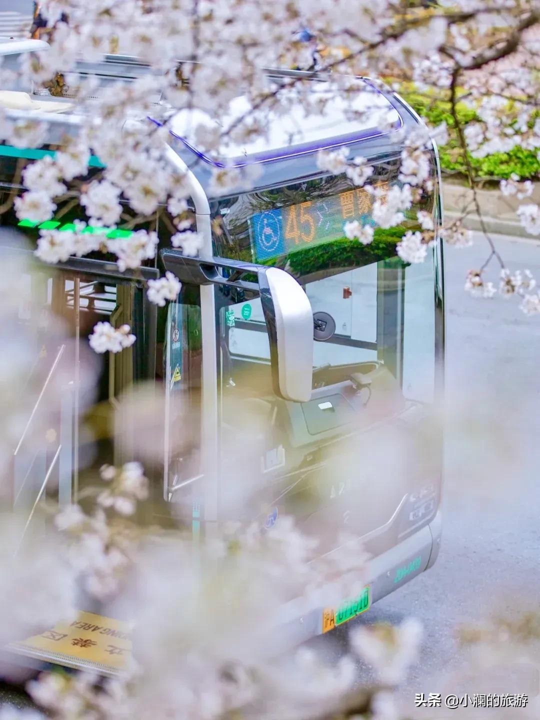 上海市八大免费赏樱地，去过一次的人，基本会再去第二次