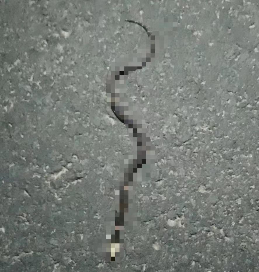 银环蛇是中国最毒的毒蛇吗,十堰发现白头蝰蛇