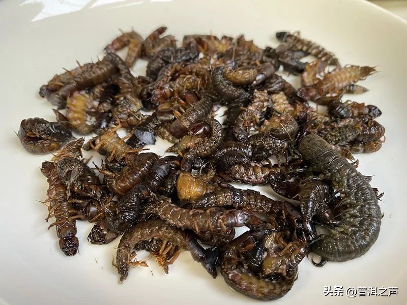 有一种味道叫普洱丨花吃够了，该吃虫了！
