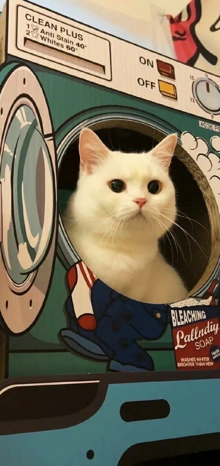 壁纸超清4k幸运壁纸,阴阳师壁纸动态壁纸高清全屏90帧