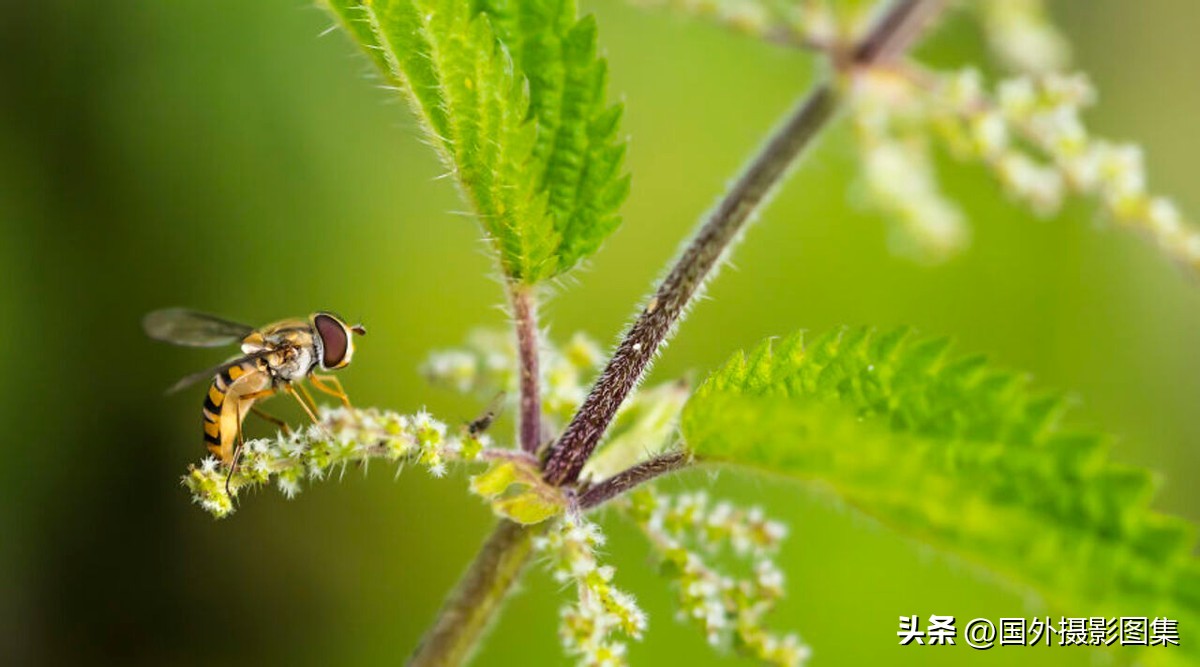 世界顶级唯美人像摄影师,世界顶级自然摄影师作品