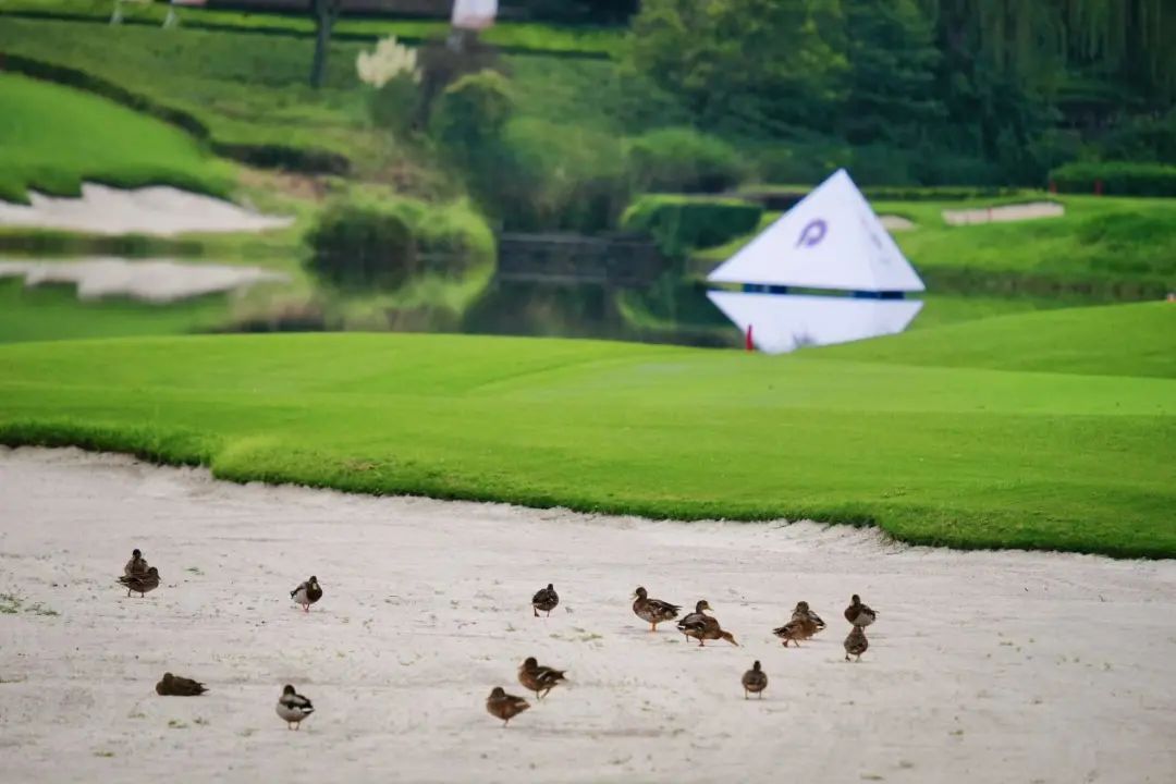 广汽honda中国业余公开赛,广汽honda中国业余公开赛成绩