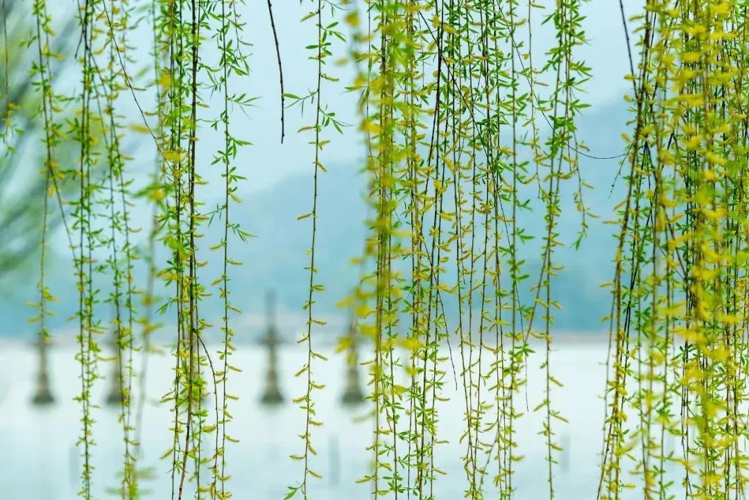 节气清明春意正浓,节气清明简介