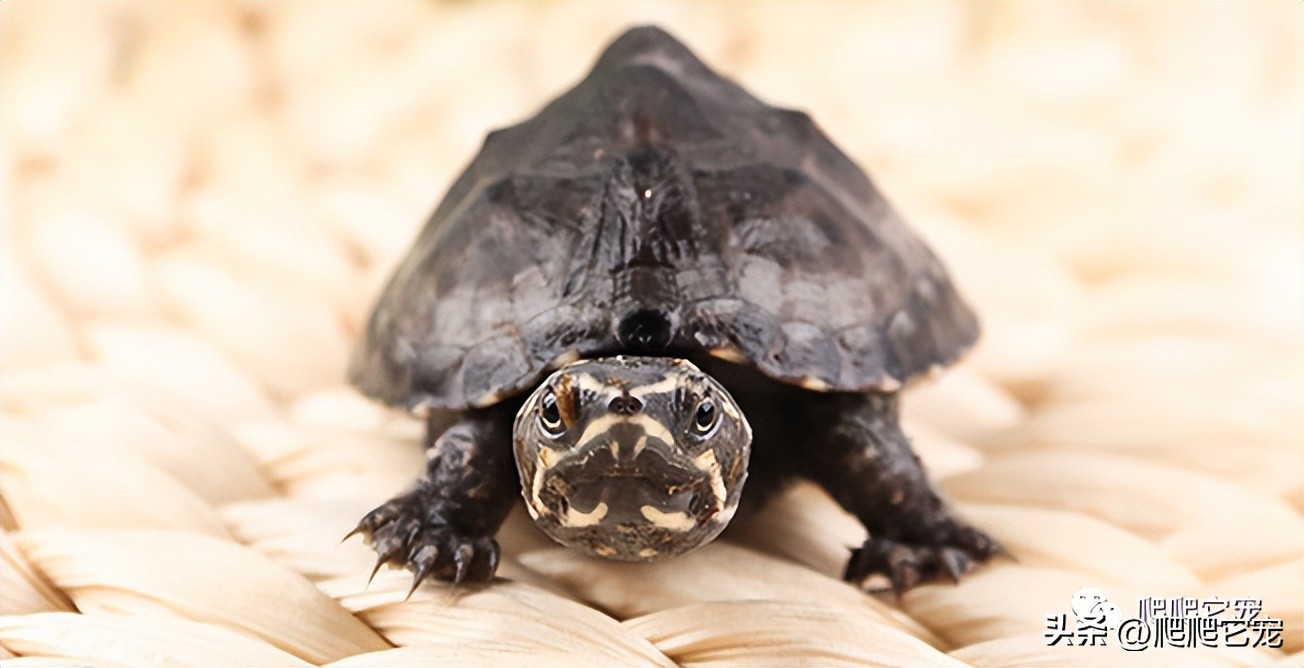 看看哪些三位数龟类性价比高！