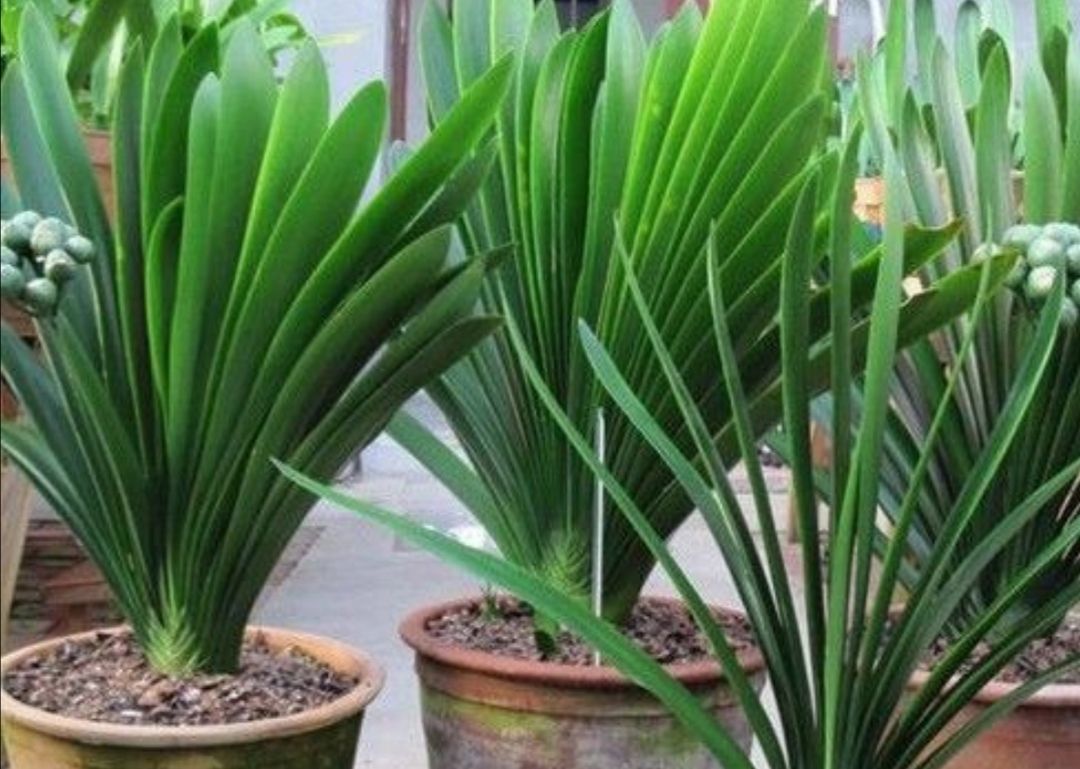 新手养护君子兰注意这三点,养君子兰避开3个误区叶大花又艳