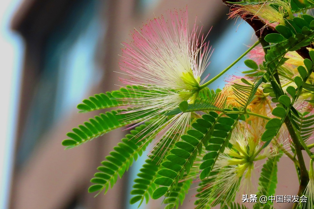 *欢合**：亭亭如盖，花影参差|绿会保护地科普