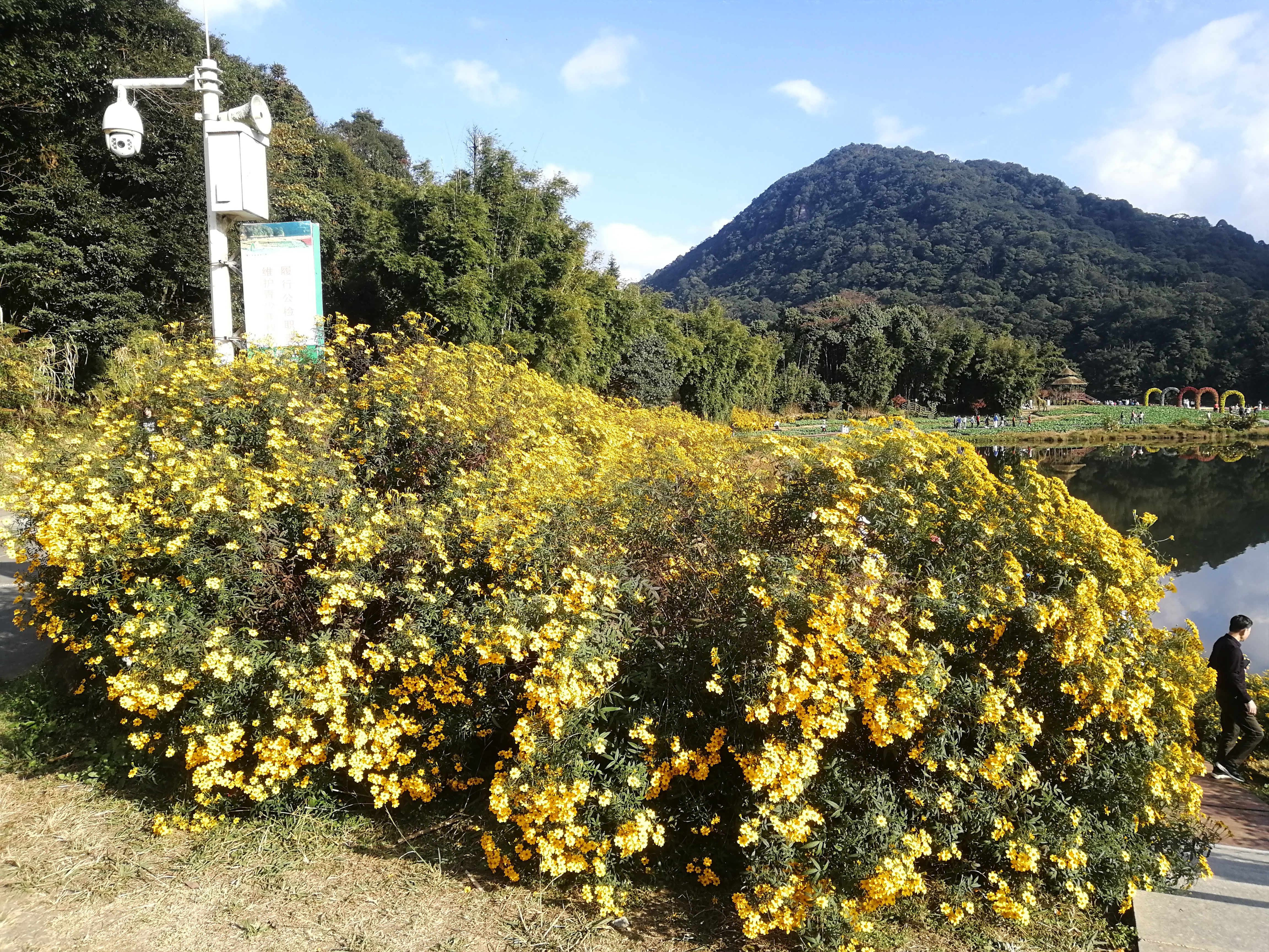 石门森林公园樱花谷交通线路,从化石门公园枫叶