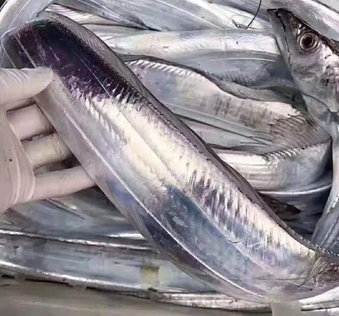 买带鱼黄的好还是白的好,黑眼带鱼和黄眼带鱼有什么区别