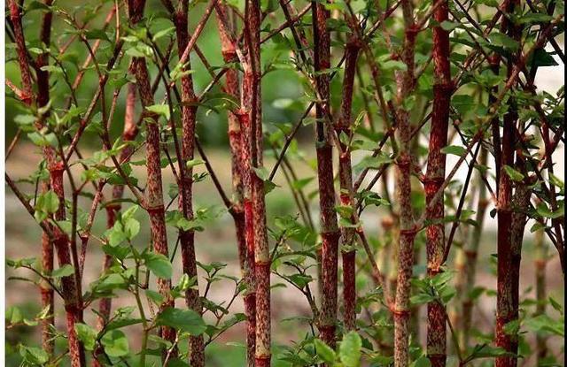 虎字植物,带虎字的花有哪些